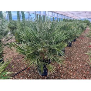 Palmička nízka (Chamaerops Humilis) - výška 90-120 cm, kont. C30L  (-14°C) 